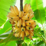 Tropical Banana Plant Seeds for Home Garden Growing
