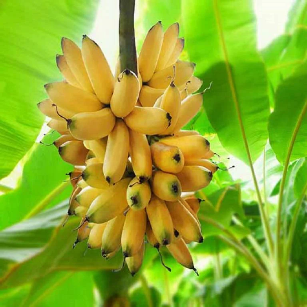 Green Yellow Banana Fruit Seeds for Planting a Beautiful and Tasty Banana Variety