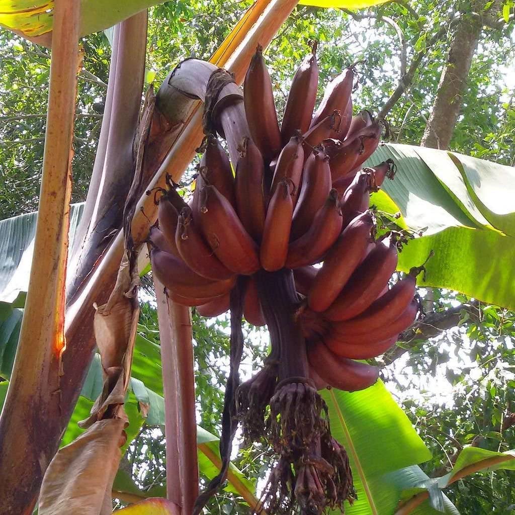 Banana seedlings maroon variety early growth