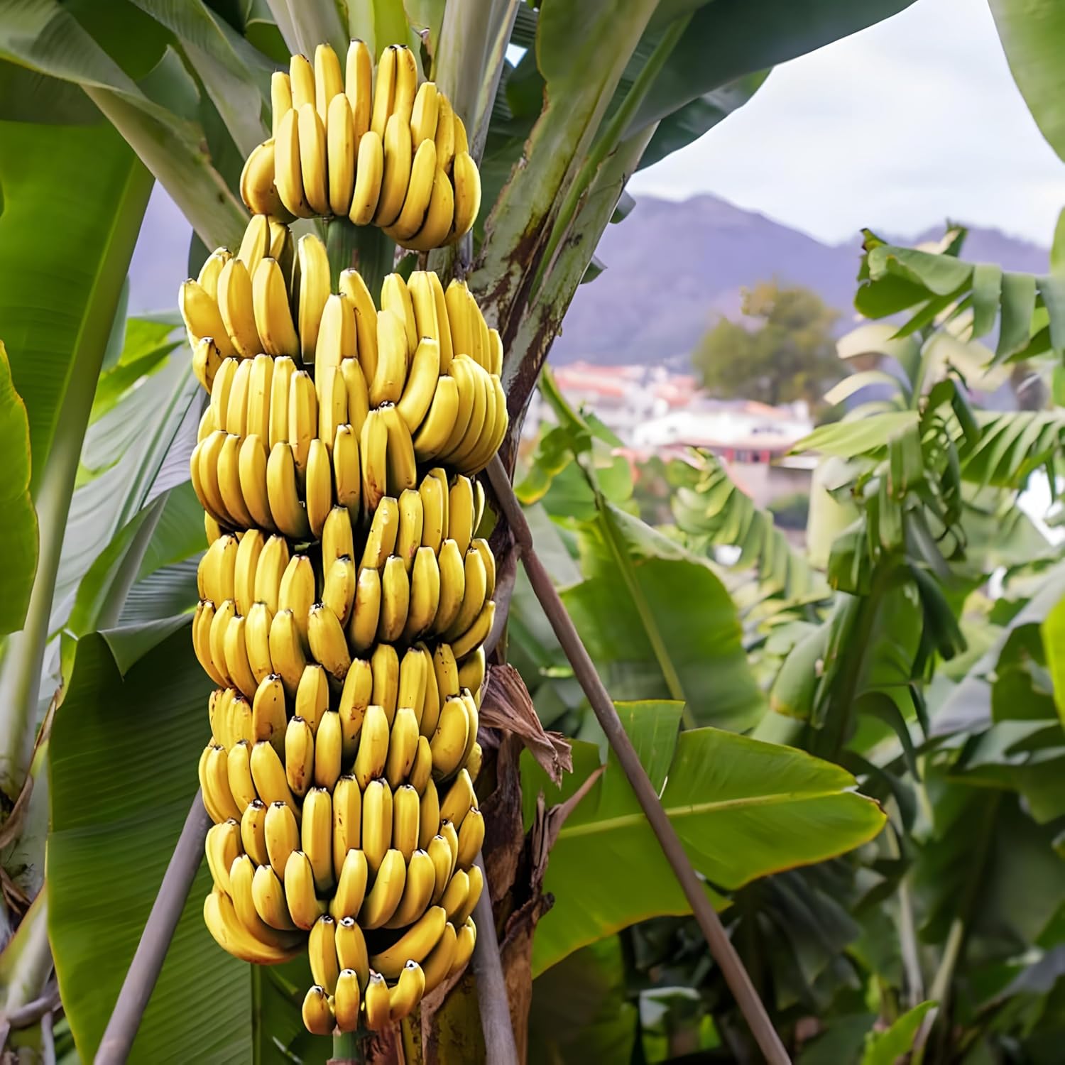 Banana plant seeds suitable for container gardening