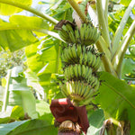 Fast Growing Banana Seeds for Ornamental Landscaping