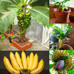 Banana seeds for container and home garden