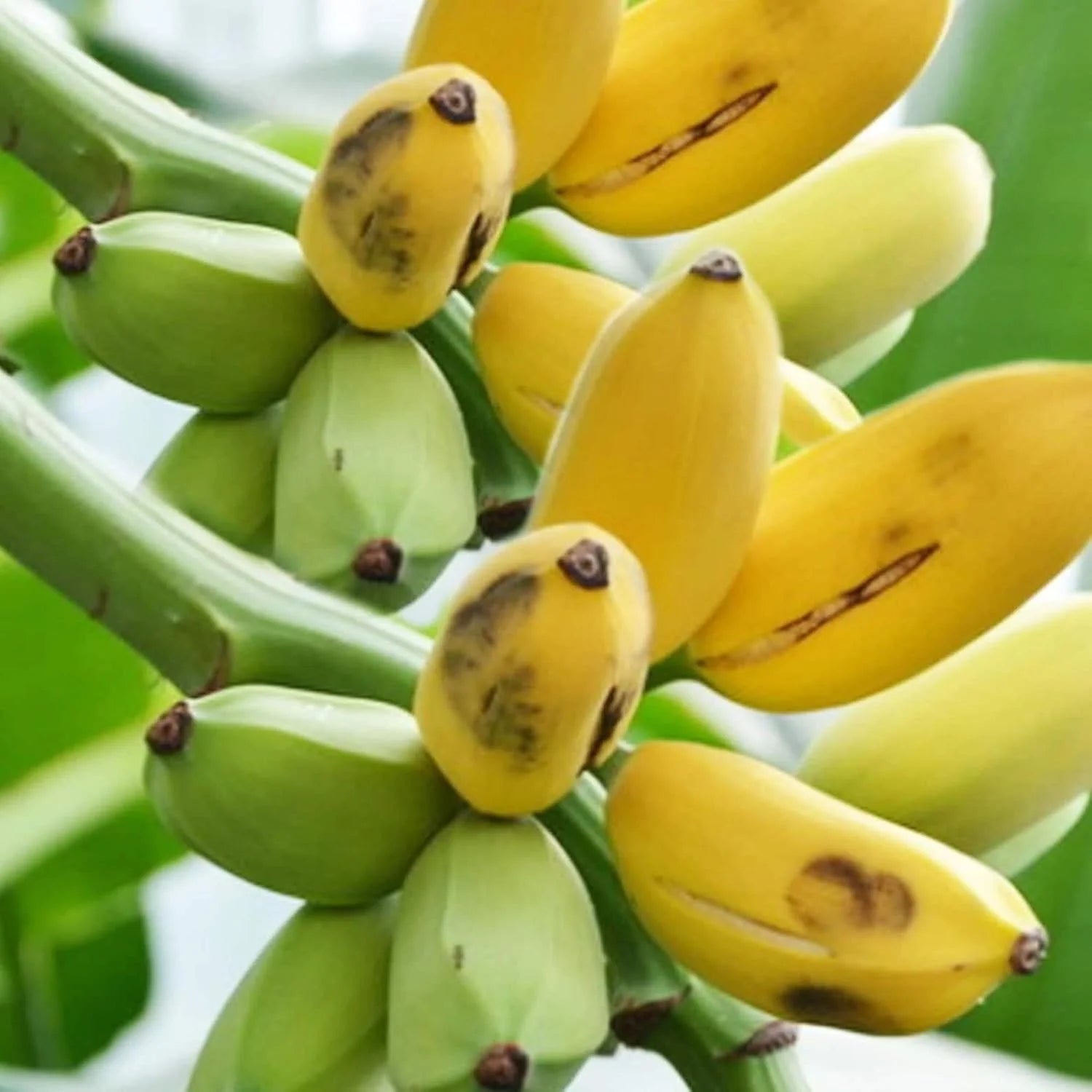 Banana seeds germination process in pots