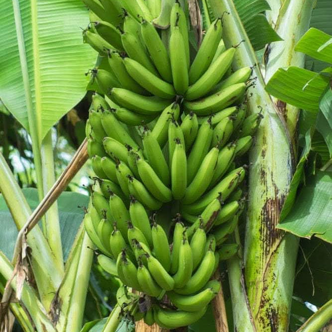 Text: Banana Seeds for Tropical Home Garden Planting