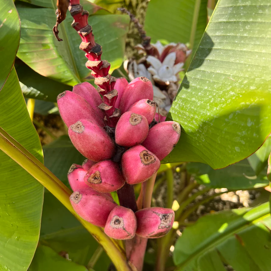 Fast-growing Light Pink Banana seeds for home gardening.