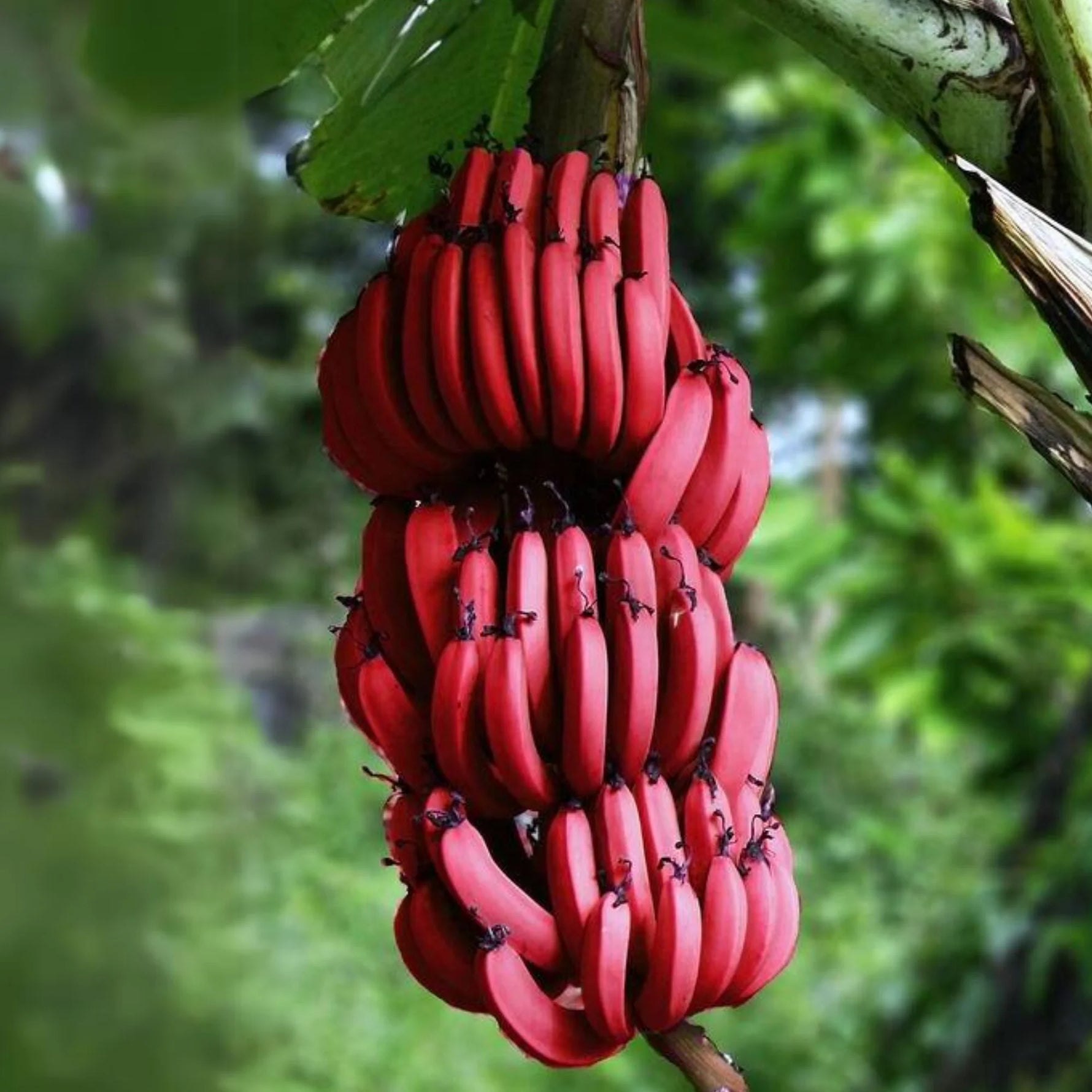 Maroon exotic banana seeds for planting tropical variety