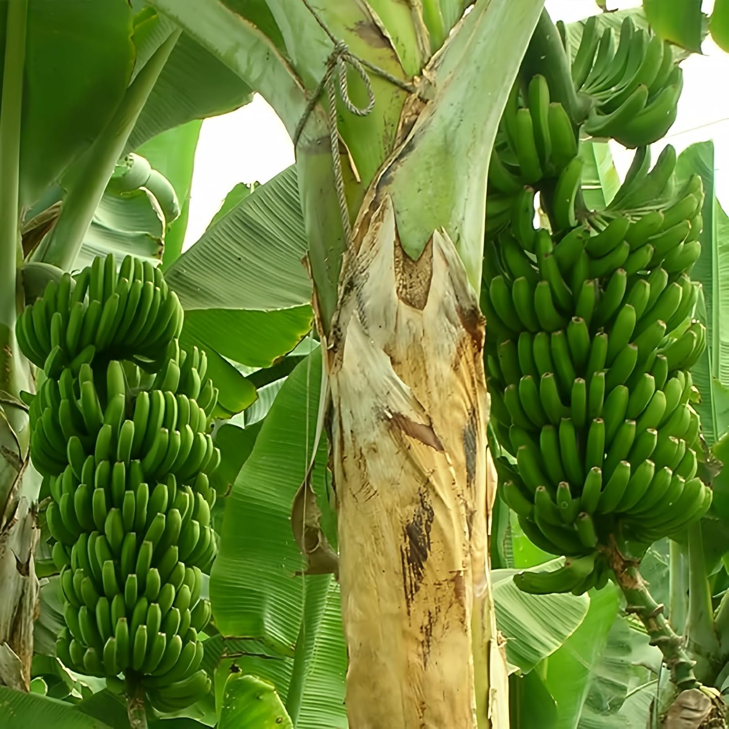 Banana seeds Musa acuminata for tropical home garden planting