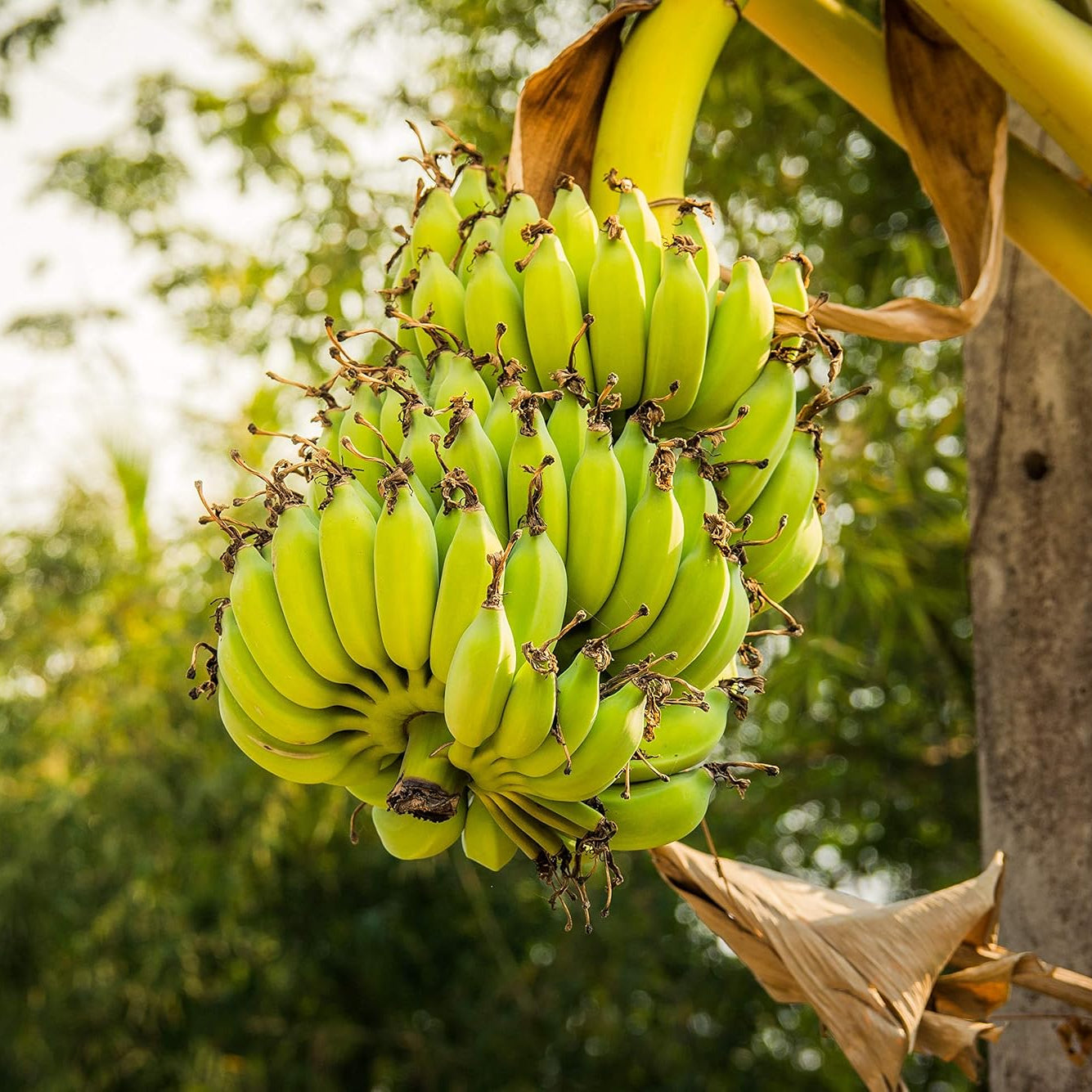 Banana Tree Seeds Producing Dark Green Ornamental Leaves