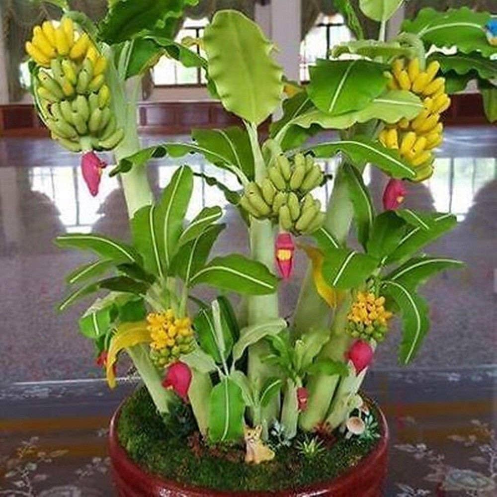 Banana tree seeds suitable for container growing