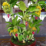 Banana tree seeds suitable for container growing