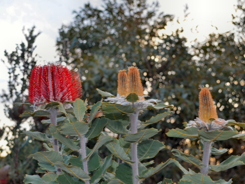 Banksia Banksia coccinea Flower Seeds for Planting – Vibrant Native Blooms