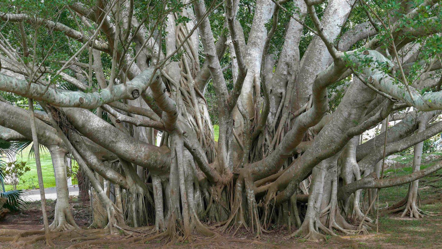 Banyan Tree