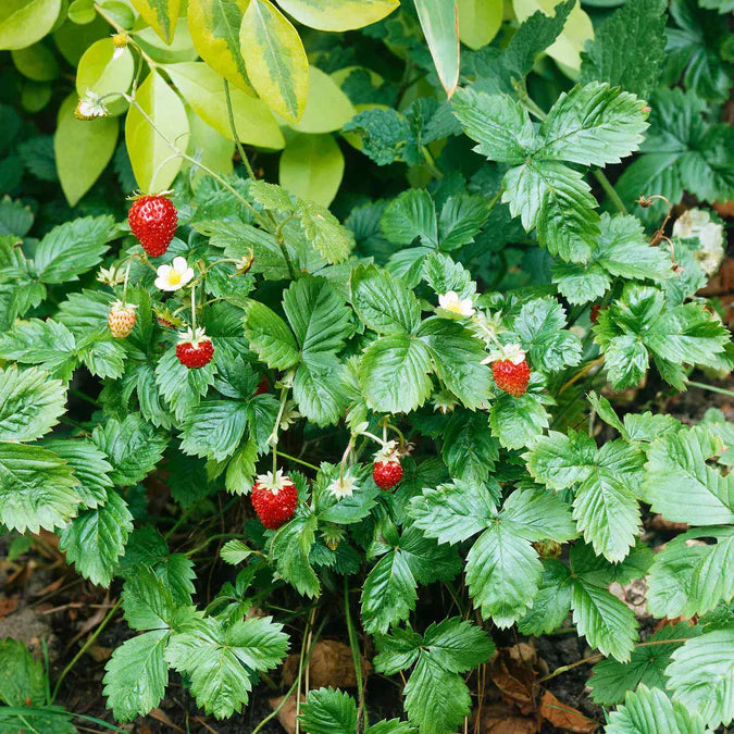 Baron Solemacher strawberry seedlings growing from seeds