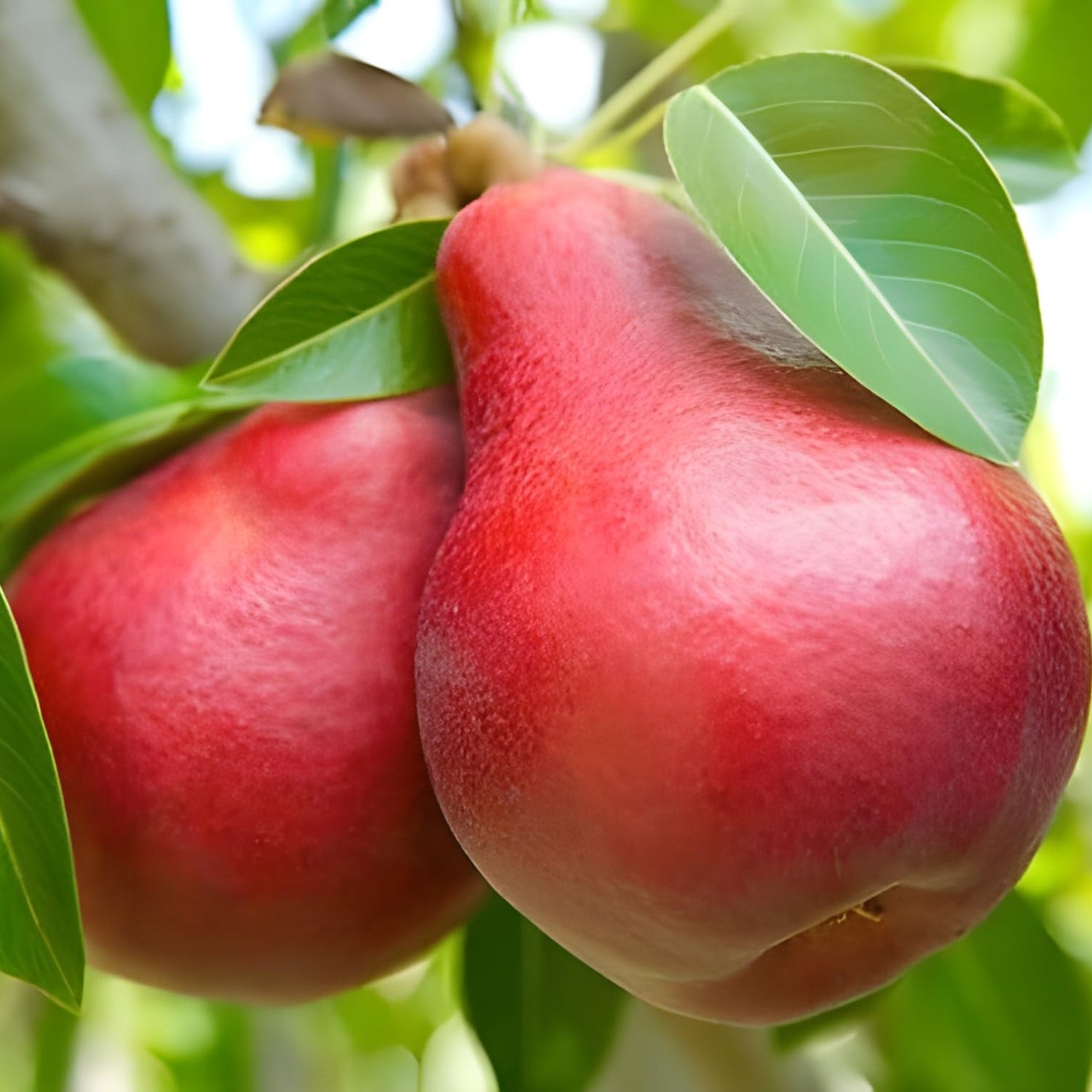 Non GMO Bartlett pear seeds ideal for backyard garden planting