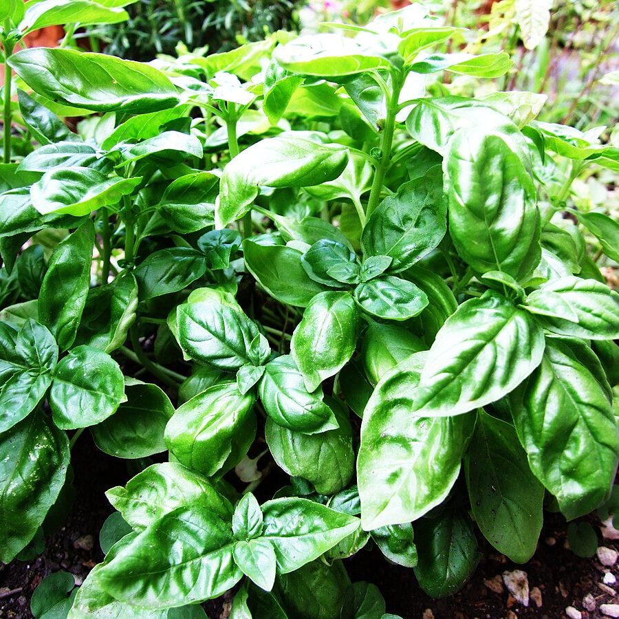 Italian Large Leaf Basil Seeds for Flavorful Herb Gardens-Heirloom & Non-GMO Seeds for planting – Fresh Herb for Your Garden