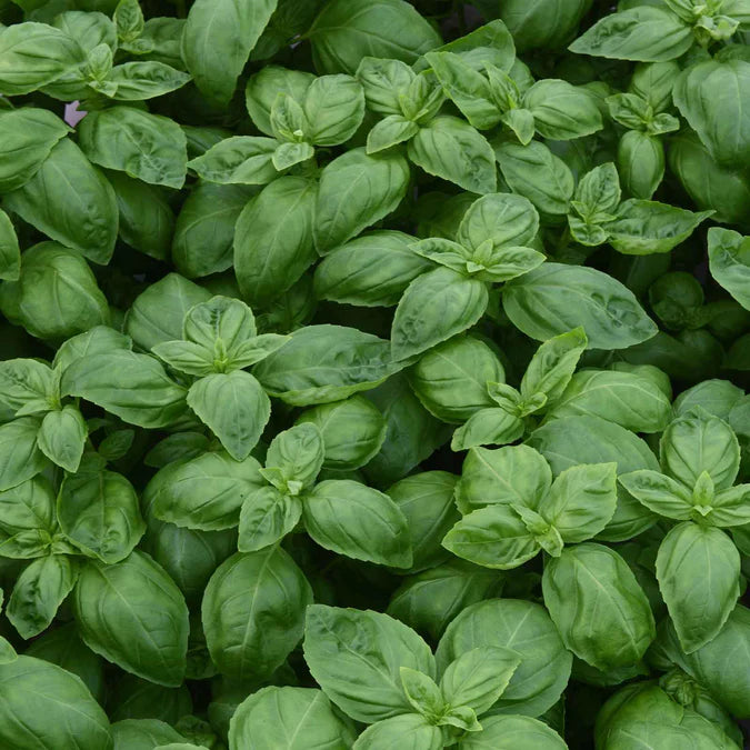 Basil Seeds - Dolce Fresca