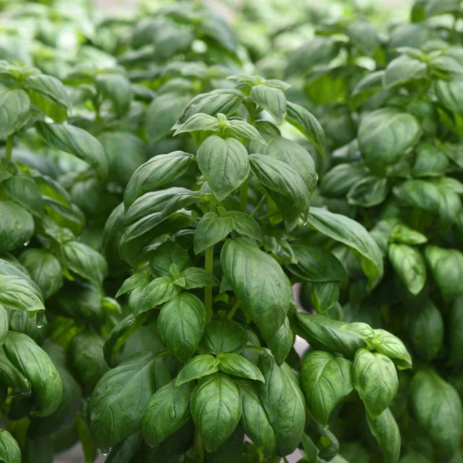 Basil Seeds - Everleaf Emerald Tower