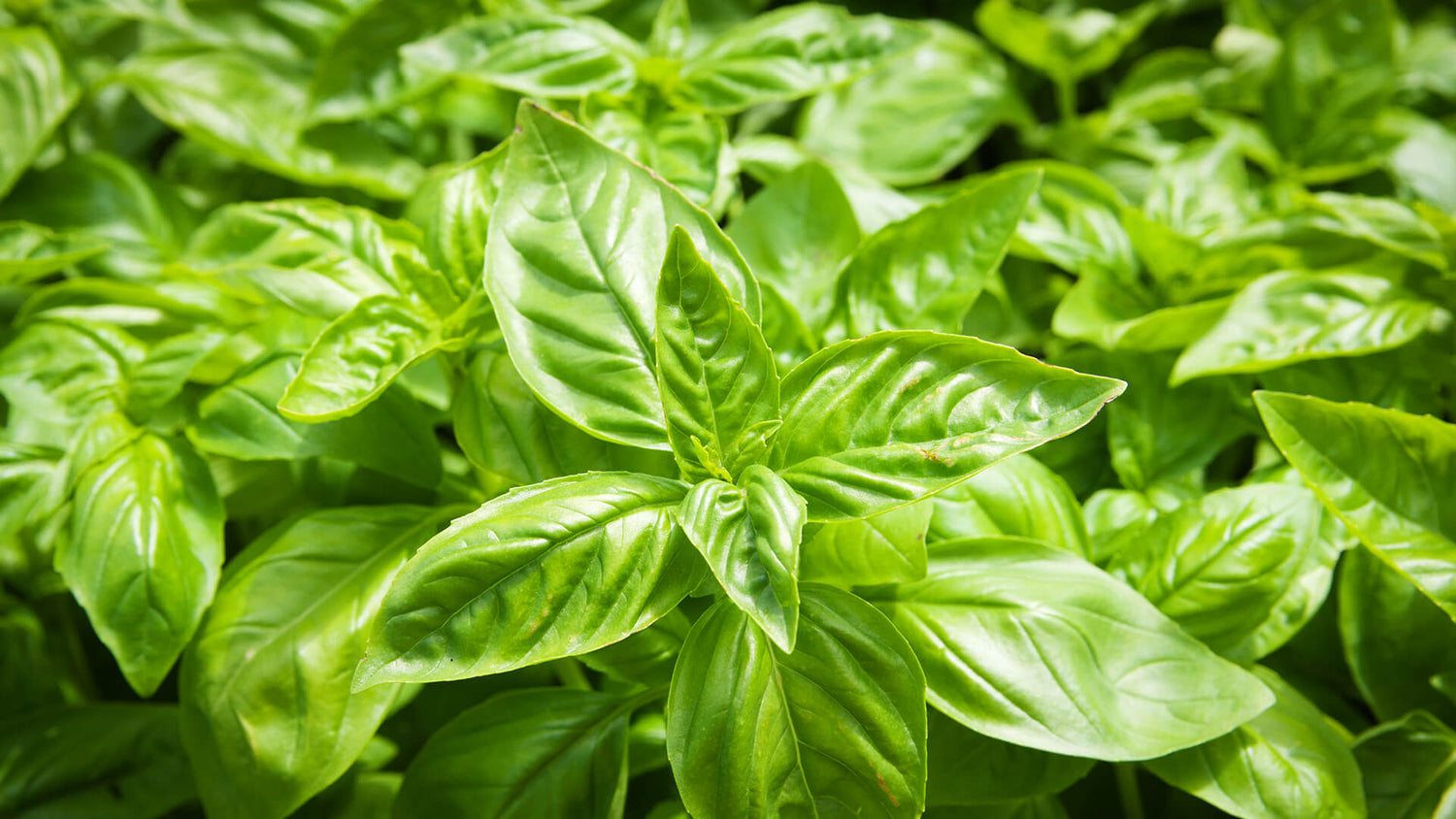 Genovese Basil Seeds