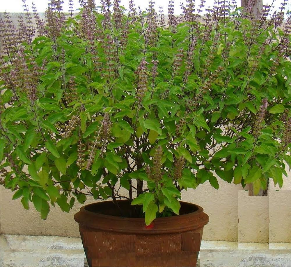 Basil Seedlings Growing in Pots – Holy Basil Herb Seeds