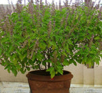 Basil Seedlings Growing in Pots – Holy Basil Herb Seeds