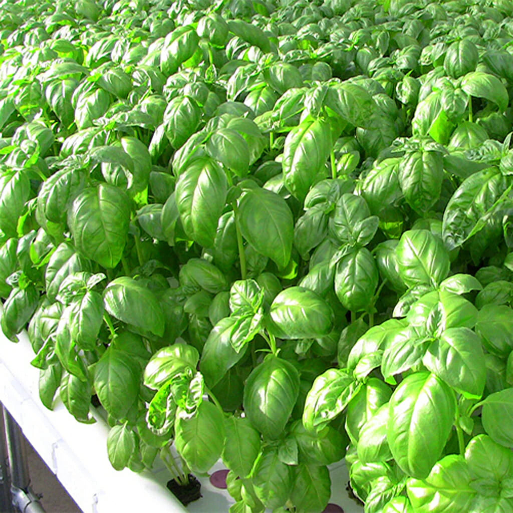 Basil seeds for kitchen garden and container gardening