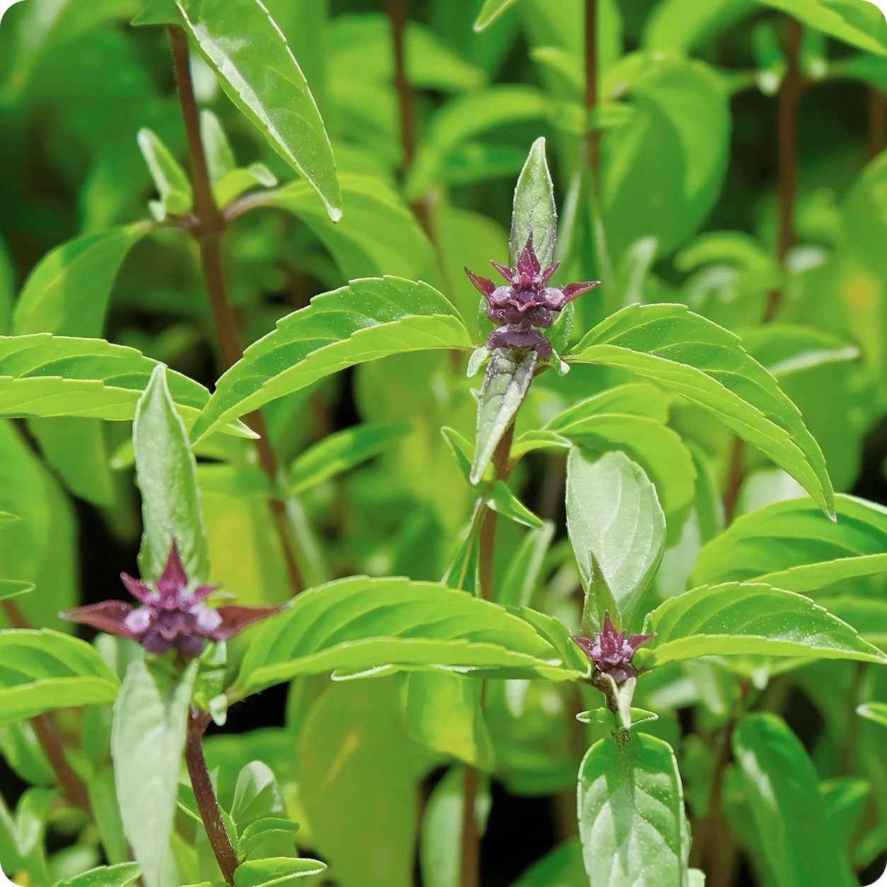 Thai basil seeds ideal for planting in sunny garden beds and containers