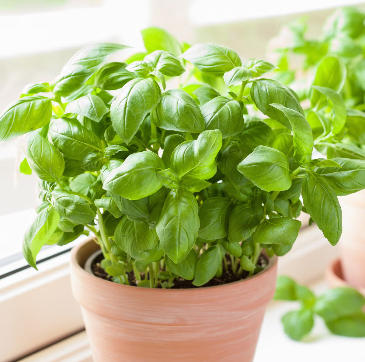 Basil seeds germination stage in home garden soil