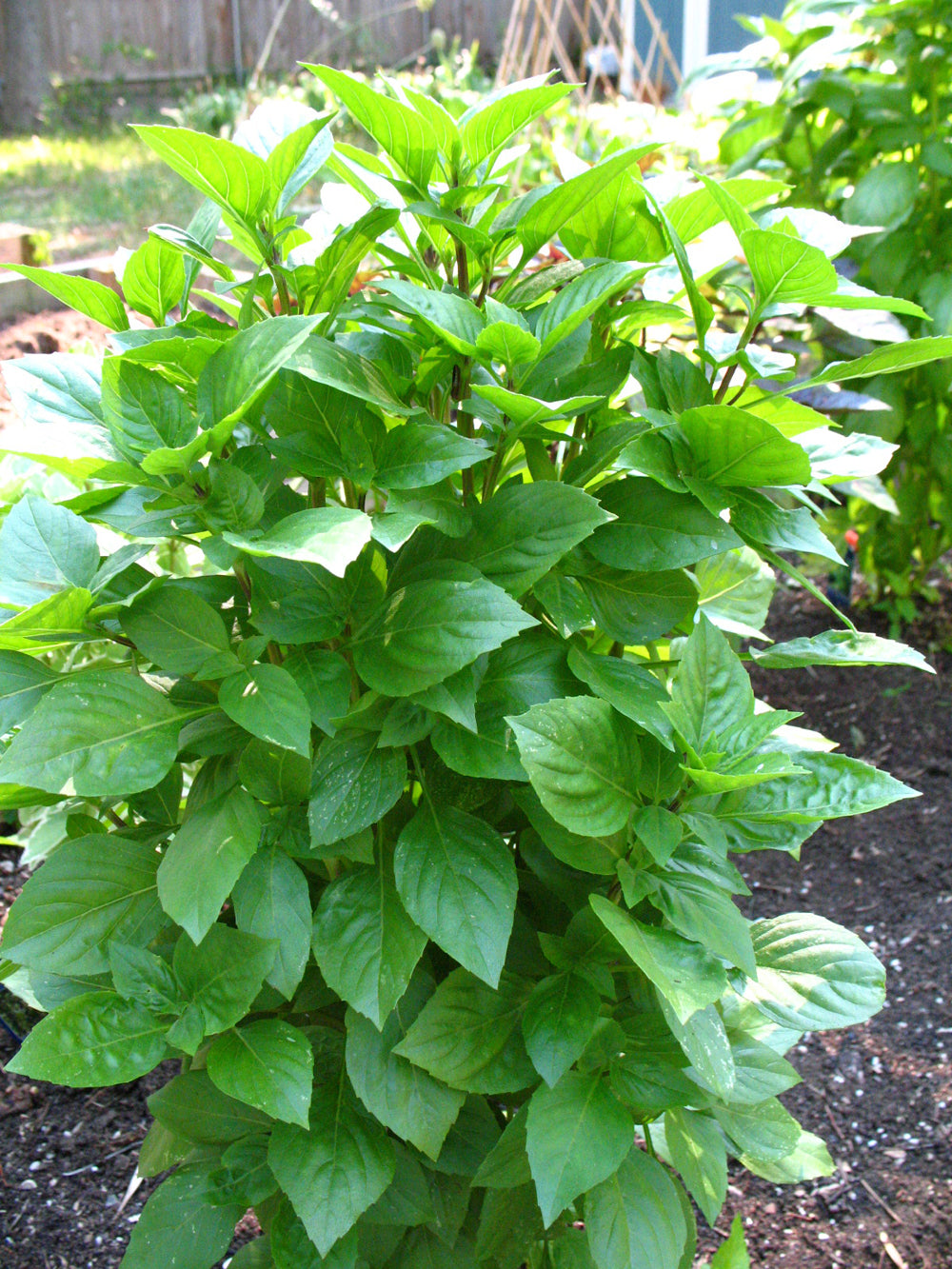 Genovese Basil Seeds