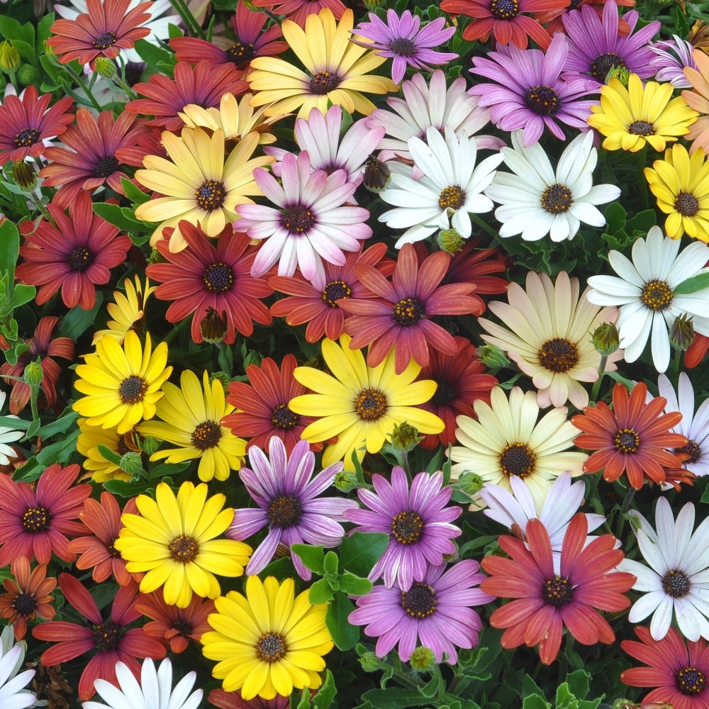 Grand Canyon Mix Osteospermum Seeds