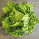 Batavia lettuce plant growing in container