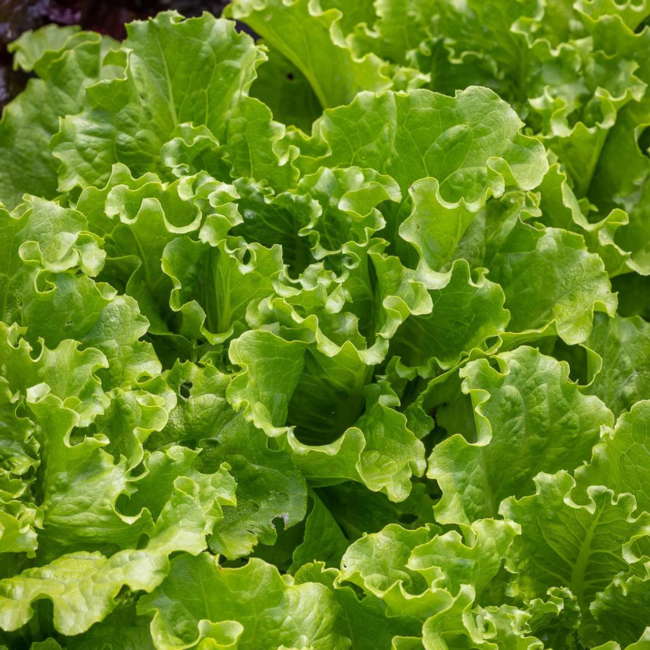 Full grown Batavia lettuce plant in garden