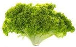 Batavia Lettuce Vegetable Seeds for Planting - 100 Pcs pcs - Dharaseeds