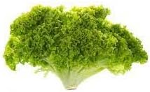 Batavia Lettuce Vegetable Seeds for Planting - 100 Pcs pcs - Dharaseeds
