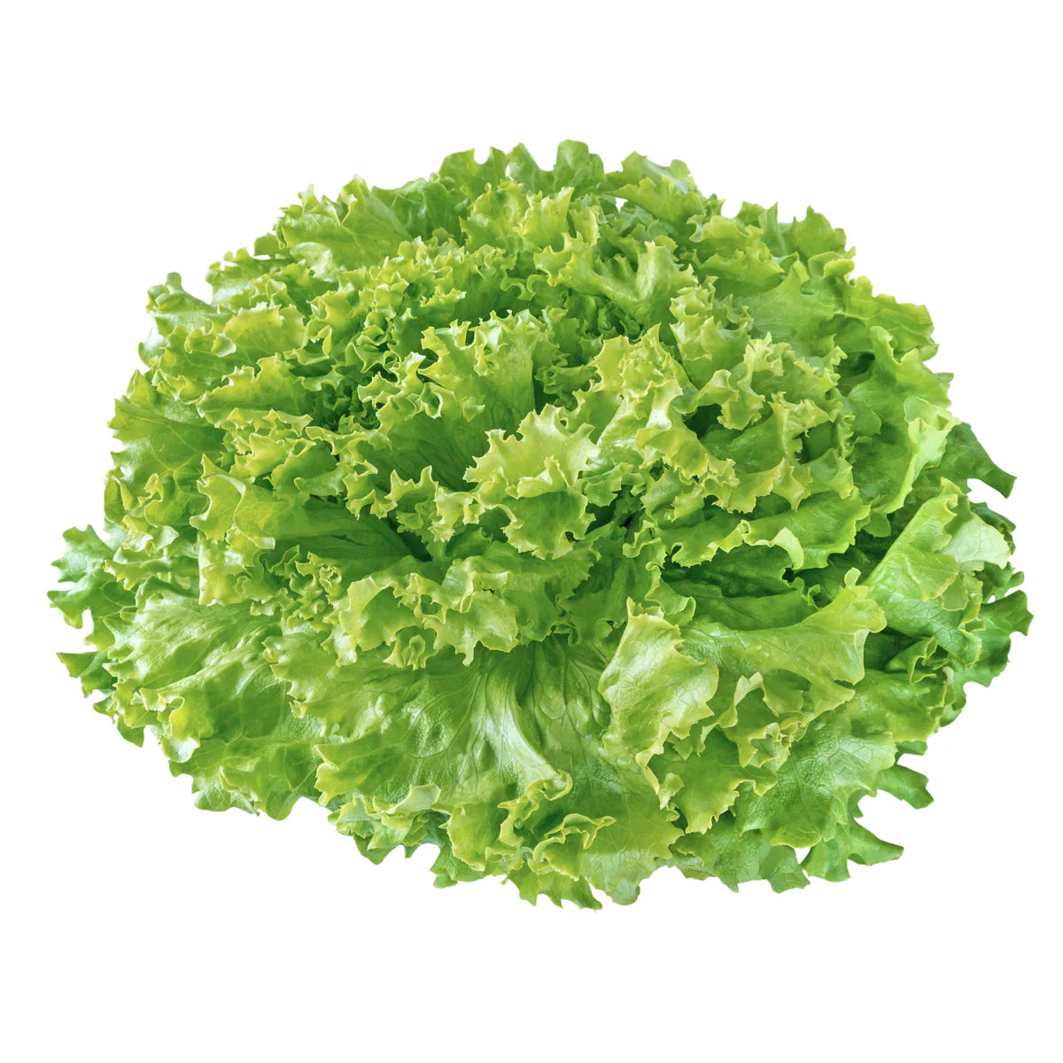 Batavia lettuce seedlings growing in nursery