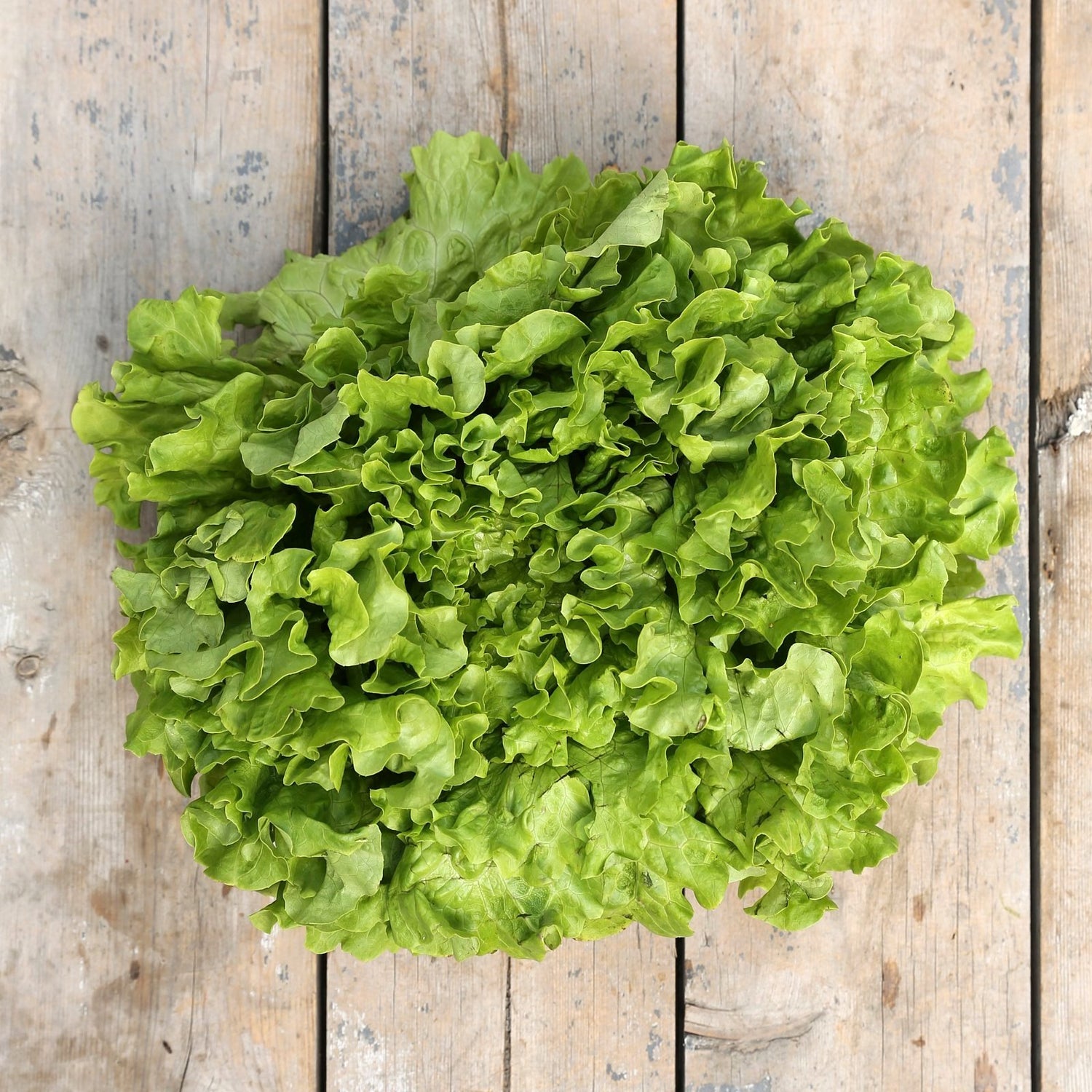Batavia lettuce seeds for planting in home garden