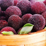 Bayberry evergreen tree seeds for planting in warm climates