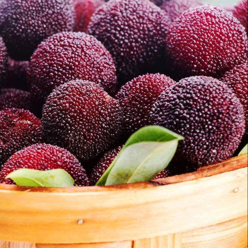 Bayberry evergreen tree seeds for planting in warm climates