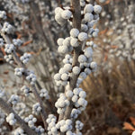Bayberry plant seeds for planting ornamental garden shrubs