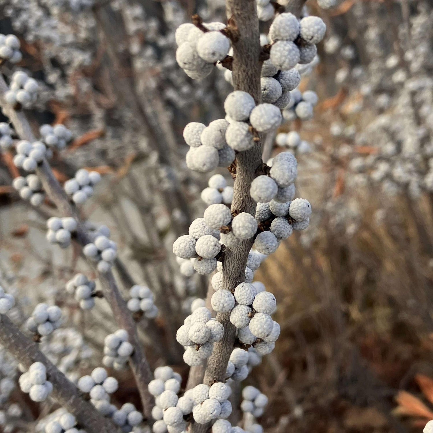 Bayberry plant seeds for planting ornamental garden shrubs