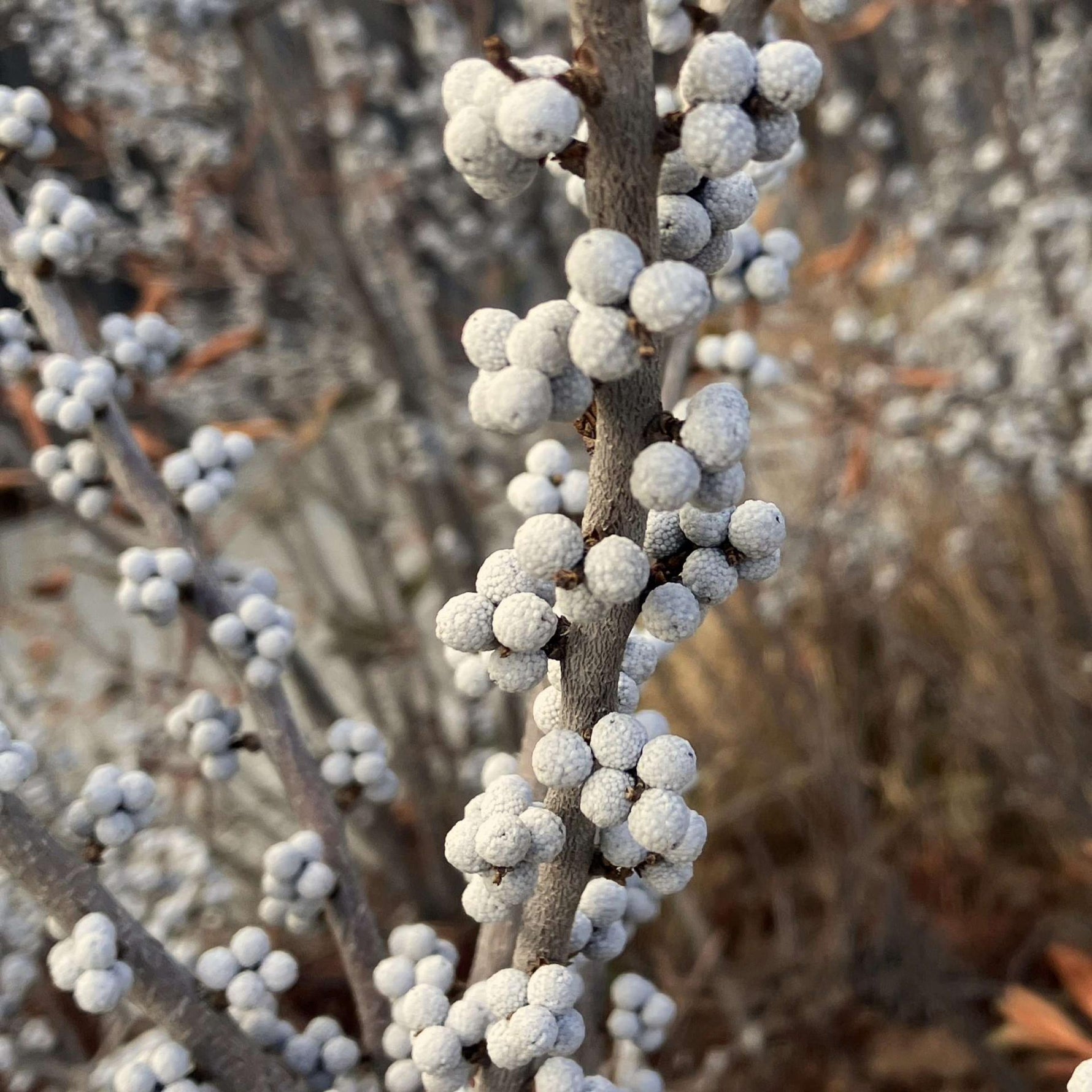 Bayberry plant seeds for planting ornamental garden shrubs