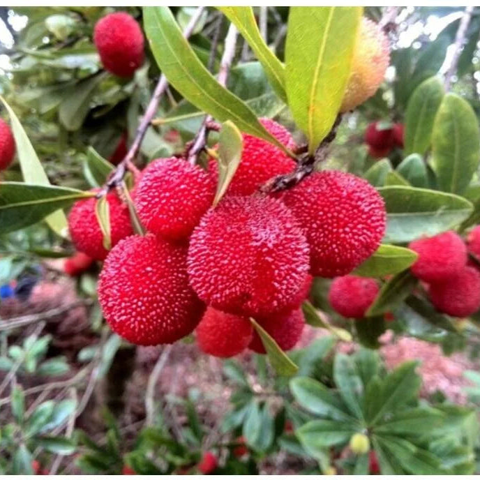 Non GMO bayberry plant seeds for outdoor garden planting