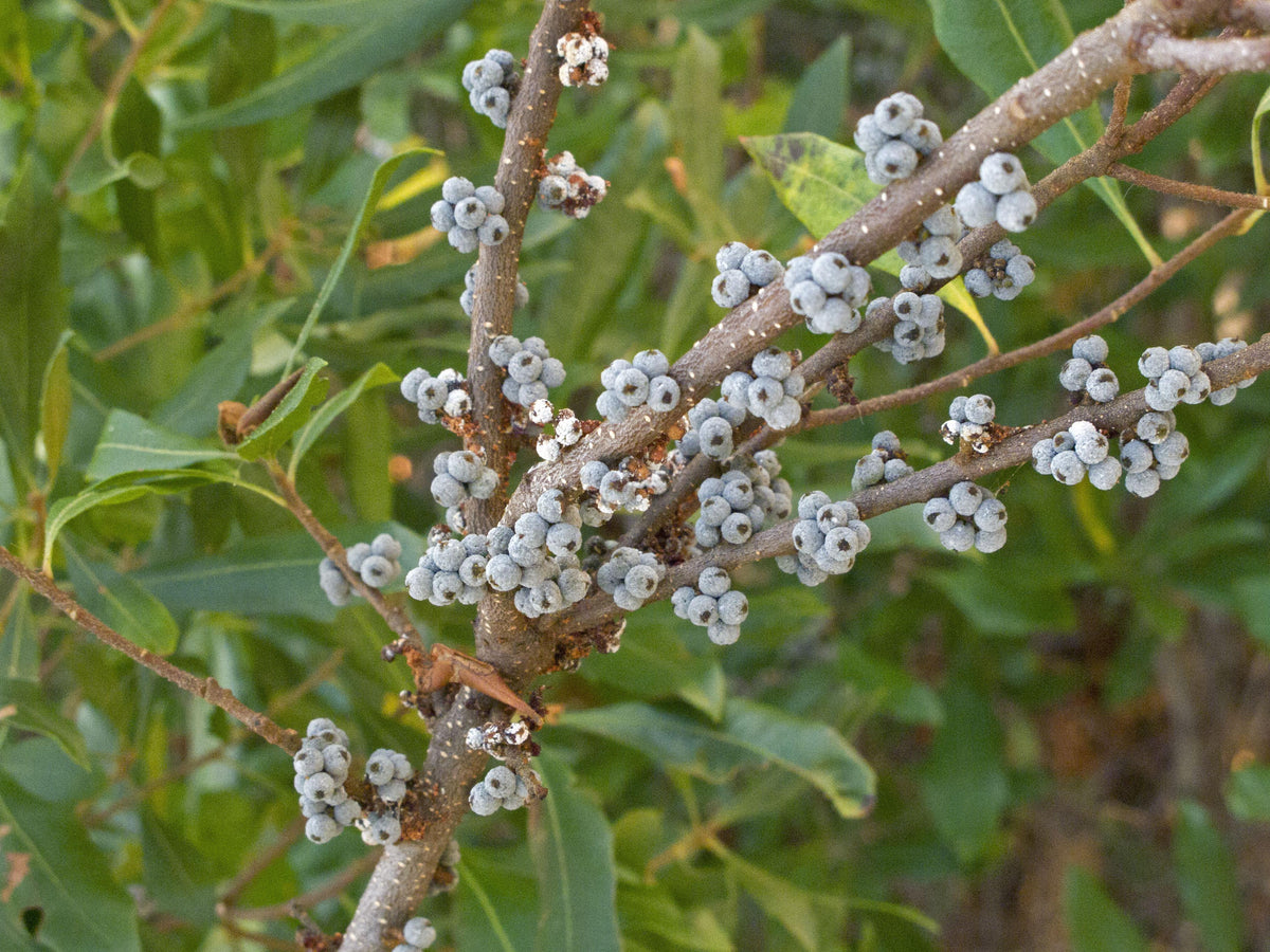 Bayberry shrub seeds suited for coastal and sandy landscapes