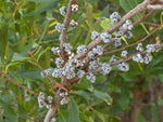 Bayberry shrub seeds suited for coastal and sandy landscapes