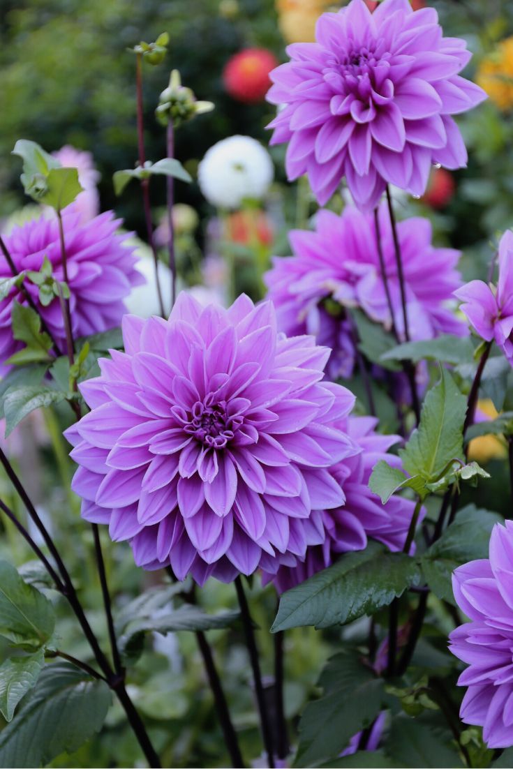 Dahlia Pinnata Lila Milano Flowering Seeds For Planting in home garden or ornamental beds