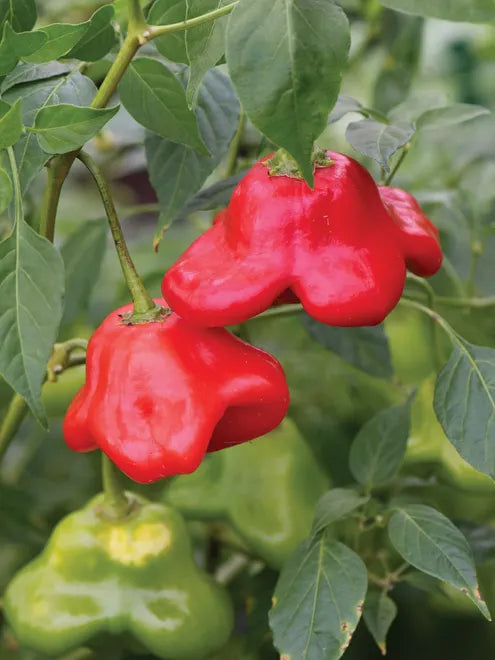 Hot Pepper Seeds - Mad Hatter