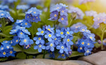Perennial Forget Me Not Myosotis blue flower seeds for garden
