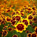 Heirloom Non-GMO Sanvitalia Procumbens Flower Seeds for Planting – Ground Cover with Bright Yellow Blooms - Non-GMO for planting in home garden