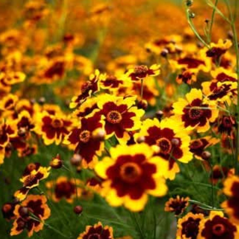 Heirloom Non-GMO Sanvitalia Procumbens Flower Seeds for Planting – Ground Cover with Bright Yellow Blooms - Non-GMO for planting in home garden