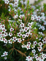 Geraldton Flower Seeds for Planting, 100 seeds for planting in home garden