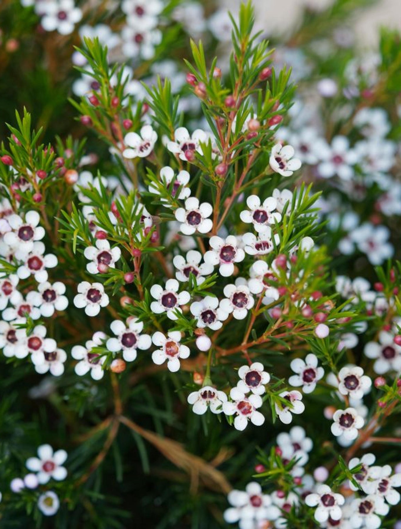Geraldton Flower Seeds for Planting, 100 seeds for planting in home garden
